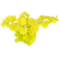 Acer shirasawanum Plant - Aureum
