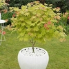 Acer shirasawanum Plant - Moonrise®