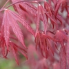 Acer Starfish