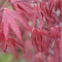 Acer Starfish