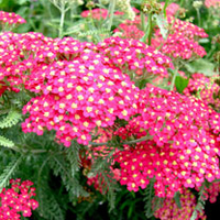 Achillea millefolium Plant - The Beacon