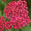 Achillea Millefolium Plants Cerise Queen