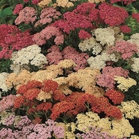 Achillea Millefolium Summer Pastels