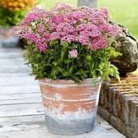 Achillea Milly Rock Rose