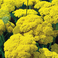Achillea Plant - Cloth of Gold