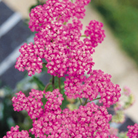 Achillea Plant - Lilac Beauty