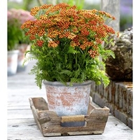 Achillea Plant - Milly Rock Red