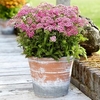 Achillea Plant - Milly Rock Rose