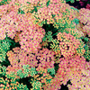 Achillea Plant - Peachy Seduction