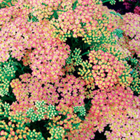Achillea Plant - Peachy Seduction