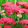 Achillea Plant - Red Velvet