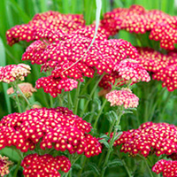 Achillea Plant - Red Velvet