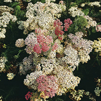 Achillea Plant - Salmon Beauty