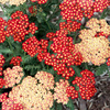 Achillea Plant - Strawberry Seduction