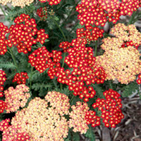 Achillea Plant - Strawberry Seduction