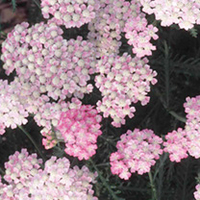 Achillea Plant - Wonderful Wampee