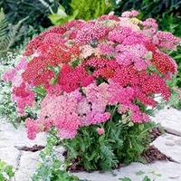 Achillea Plants - Millefolium Summer Pastels