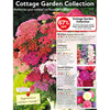 Achillea Plants - Summer Berries Mixed