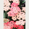 Achillea Tutti Frutti Plant - Apricot Delight
