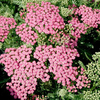 Achillea Tutti Frutti Plant - Pink Grapefruit