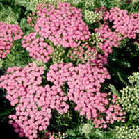 Achillea Tutti Frutti Plant - Pink Grapefruit