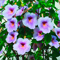 Achimenes Plant - Ambroise Verschaffelt