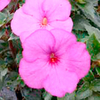 Achimenes Plant - Crummock Water