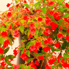 Achimenes Plant - Erecta