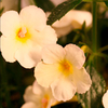 Achimenes Plant - Golden Butterfly