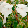 Achimenes Plant - Jay Dee Large White