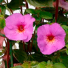 Achimenes Plant - Just Divine