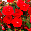 Achimenes Plant - Stans Delight