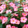 Achimenes Plant - Sun Wind