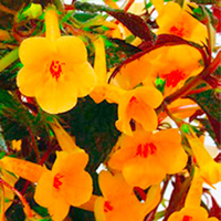 Achimenes Plant - Yellow Beauty