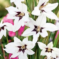 Acidanthera Murielae