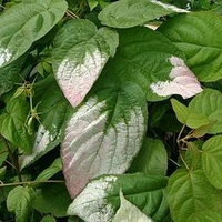Actinidia kolomikta