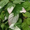 Actinidia kolomikta Plant