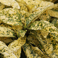 Acuba japonica Plant