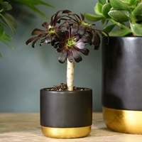 Aeonium arboreum