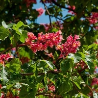 Aesculus x carnea Briotii