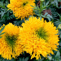 African Marigold Plants - Mission Giant
