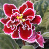 African Violet Plant - Powder Keg