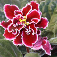 African Violet Plant - Powder Keg
