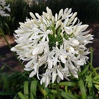 Agapanthus Arctic Star Plants