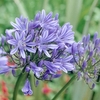 Agapanthus Bluestorm