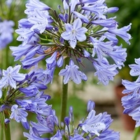 Agapanthus Patio Pot Duo