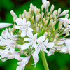 Agapanthus Plant - Blue Ice