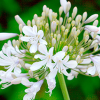 Agapanthus Plant - Blue Ice