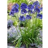Agapanthus Plant - Blue Thunder
