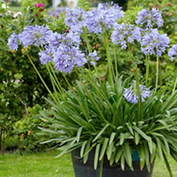 Agapanthus Plant - Brilliant Blue